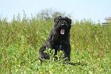 BOUVIER DES FLANDRES 503